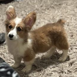 Full Fluffy Girl 1 - White and red Pembroke Welsh Corgi puppy in Liberty, Tennessee from Taylor's Corgi's