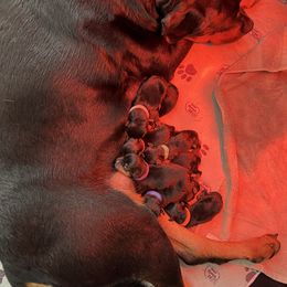 0ne - Black and mahogany male Rottweiler puppy in Hurdle Mills, North Carolina from Von Haenn Rottweilers