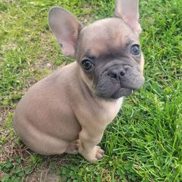 Luna - Fawn and white female French Bulldog puppy in Berlin, New Jersey from Jersey French Bulldogs