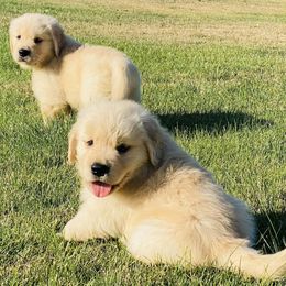 Golden Retrievers from Riverside Ranch Retrievers