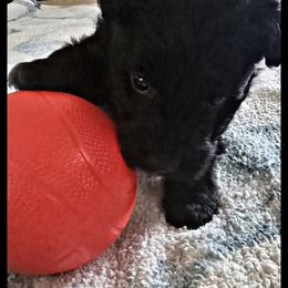 Scottish Terrier Puppies from Johnson's Highland Terriers