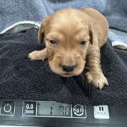 Neptune - Red male Dachshund puppy in Winter Park, Florida from Reed's Radiant Dogs