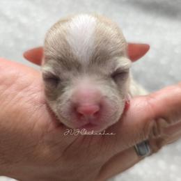 Cindy - Merle female Chihuahua puppy in El Paso, Texas from JVJ Chihuahua