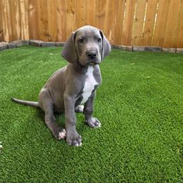 Athena - Blue female Great Dane puppy in Kannapolis, North Carolina from Carolina Great Danes & Toy Poodles