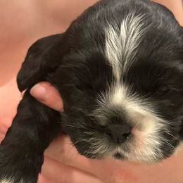 Girl 3 - Black female Cocker Spaniel puppy in Spotsylvania, Virginia from Wilkshire Farm