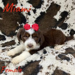Miami - Red tri-color female Aussiedoodle puppy in Cleveland, Tennessee from C&S Kennels