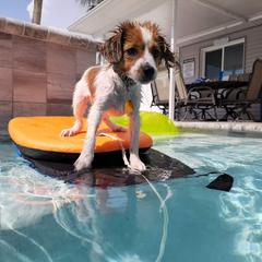 Nederlandse Kooikerhondje Puppies from Lenders Land