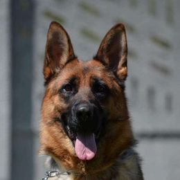 Lena - German Shepherd