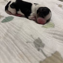 Lil Harper - Parti female Yorkshire Terrier puppy in Brandenburg, Kentucky from Lil Amazing Paws Yorkshire Terriers