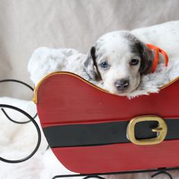 Max - Dapple male Dachshund puppy in Chillicothe, Ohio from Brittney's Dachshunds
