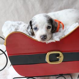 Max - Dapple male Dachshund puppy in Chillicothe, Ohio from Brittney's Dachshunds