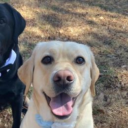 Labrador Retrievers from Rachael Cunningham's Labrador Retrievers