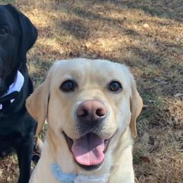 Labrador Retrievers from Rachael Cunningham's Labrador Retrievers