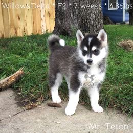 Pomsky Puppies from Dakota Pomskies