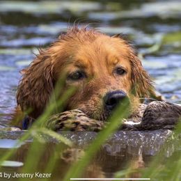 Georgie - Golden Retriever