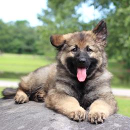 2nd Pick female - Sable female German Shepherd puppy in Elkmont, Alabama from Oakmont Shepherds