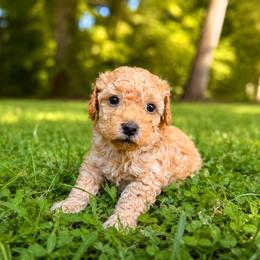 Big Red - Red  male Poodle puppy in Roxboro, North Carolina from NC Poodle Love