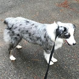 Raylee - Miniature Australian Shepherd