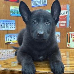 Othala - Black female German Shepherd puppy in Philippi, West Virginia from Vom Haus Highlands
