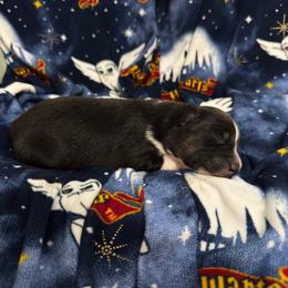 Pumpkin - Black tri female Miniature Australian Shepherd puppy in Murfreesboro, Tennessee from Skye’s Waggin’ Aussies