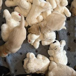 Girl 1 Amazing family pet - Light golden female Golden Retriever puppy in Yuba City, California from Family Loved Golden Retrievers