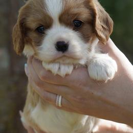 Alena - Blenheim female Cavalier King Charles Spaniel puppy in Lula, Georgia from Cavaliers by Crumley