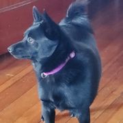 Molly - Schipperke