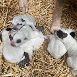 Australian Cattle Dogs from Dells Cattle Dogs