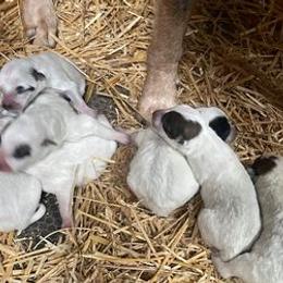 Australian Cattle Dogs from Dells Cattle Dogs