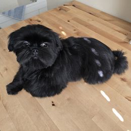 Chloe (imperial) AKC Exceptional Pedigree - Black Shih Tzu puppy in Kings Mountain, North Carolina from Britany's Shih Tzus