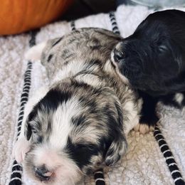 Aussiedoodles from Avery's Aussiedoodles