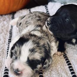 Aussiedoodles from Avery's Aussiedoodles