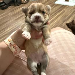Matilda - Merle female Chihuahua puppy in Sherwood, Arkansas from Bartelt Breeders