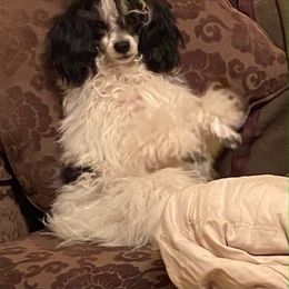 Havanese and Havapoos from MCCD