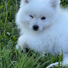 American Eskimo Dog Puppies from Arctic Storm Kennels