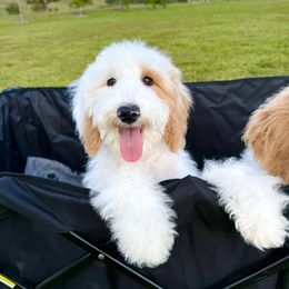Flora - Apricot female Goldendoodle puppy in Southwest Ranches, Florida from Dandy Doodle Ranch