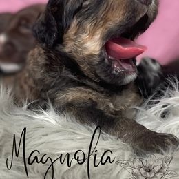 Bernedoodle and Poodle Puppies from Salty Standards