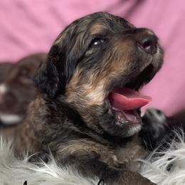 Bernedoodle and Poodle Puppies from Salty Standards