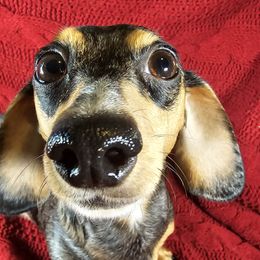 Rory - Dachshund