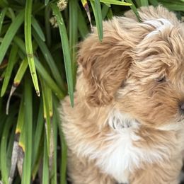 Cavapoos, Havanese, Havapoos, and Poodles from West Cobb Dogs