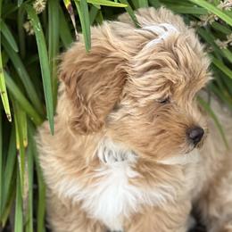 Cavapoos, Havanese, Havapoos, and Poodles from West Cobb Dogs