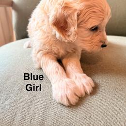 Blue Girl - Cream female Goldendoodle puppy in Colorado Springs, Colorado from Pikes Peak Doodles