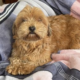 Raaina - Havanese