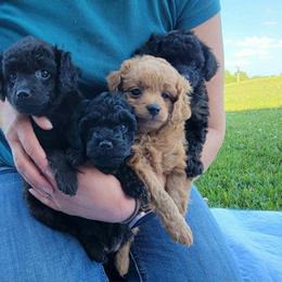 Poodle puppies from Nebraska K9's