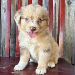 Texas - Red merle male Miniature Australian Shepherd puppy in Loretto, Tennessee from K Kountry Farm