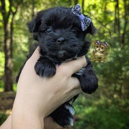Korean Dollface Buttercup - Black female Morkie puppy in Barren Springs, Virginia from Seeking Shalom Acres Maltese, Maltipoos & Havamalts