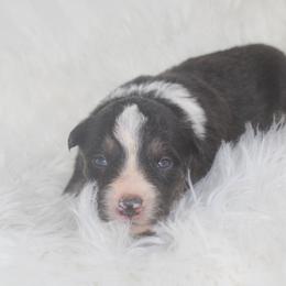 Urban - Tri-color male Border Collie puppy in Cedartown, Georgia from Ferguson Border Collies