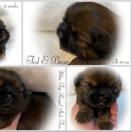 Shih Tzu Puppies from Mtn Top Royal Shih Tzu
