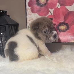 Marshall - Blue sable male Chinese Shar-Pei puppy in Lehigh Acres, Florida from Florida Wrinkles
