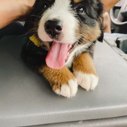 Bernese Mountain Dog Puppies from Berner Bud Farm
